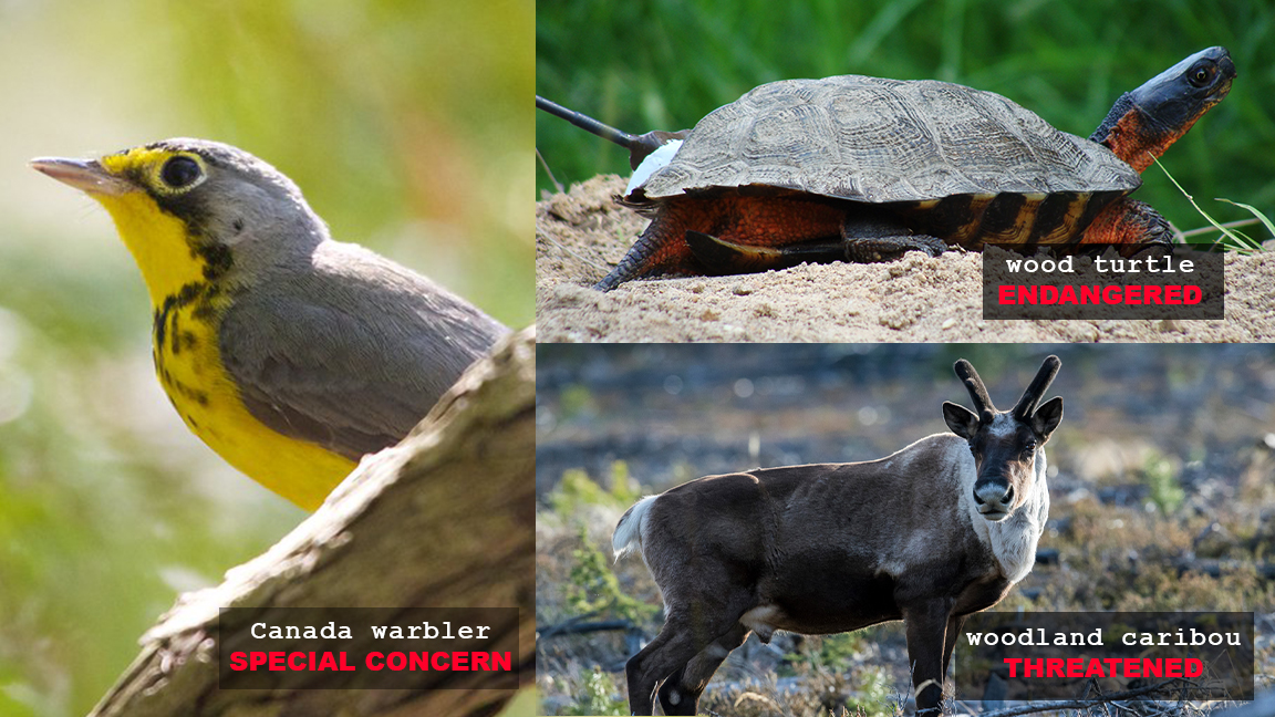 Bill 229 permanently exempts logging from Ontario’s Endangered Species